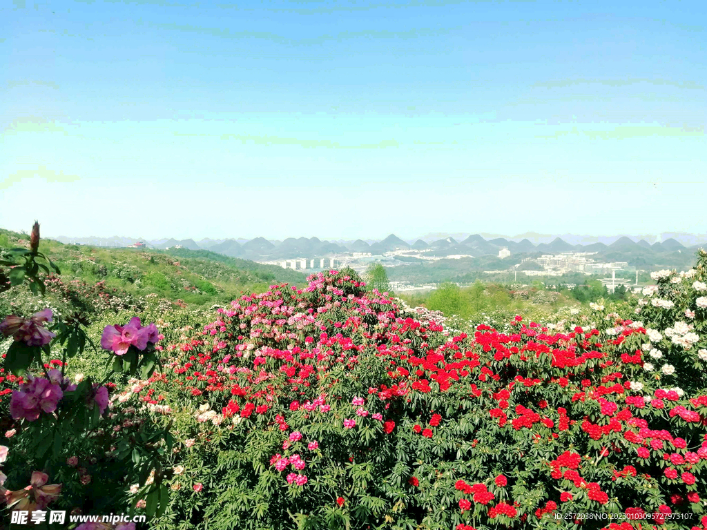 毕节百里杜鹃