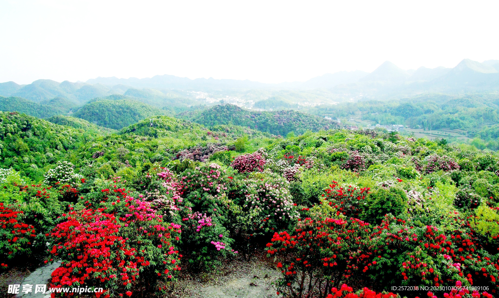 毕节百里杜鹃