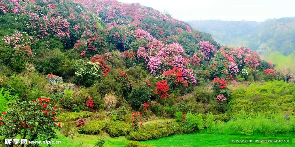 毕节百里杜鹃