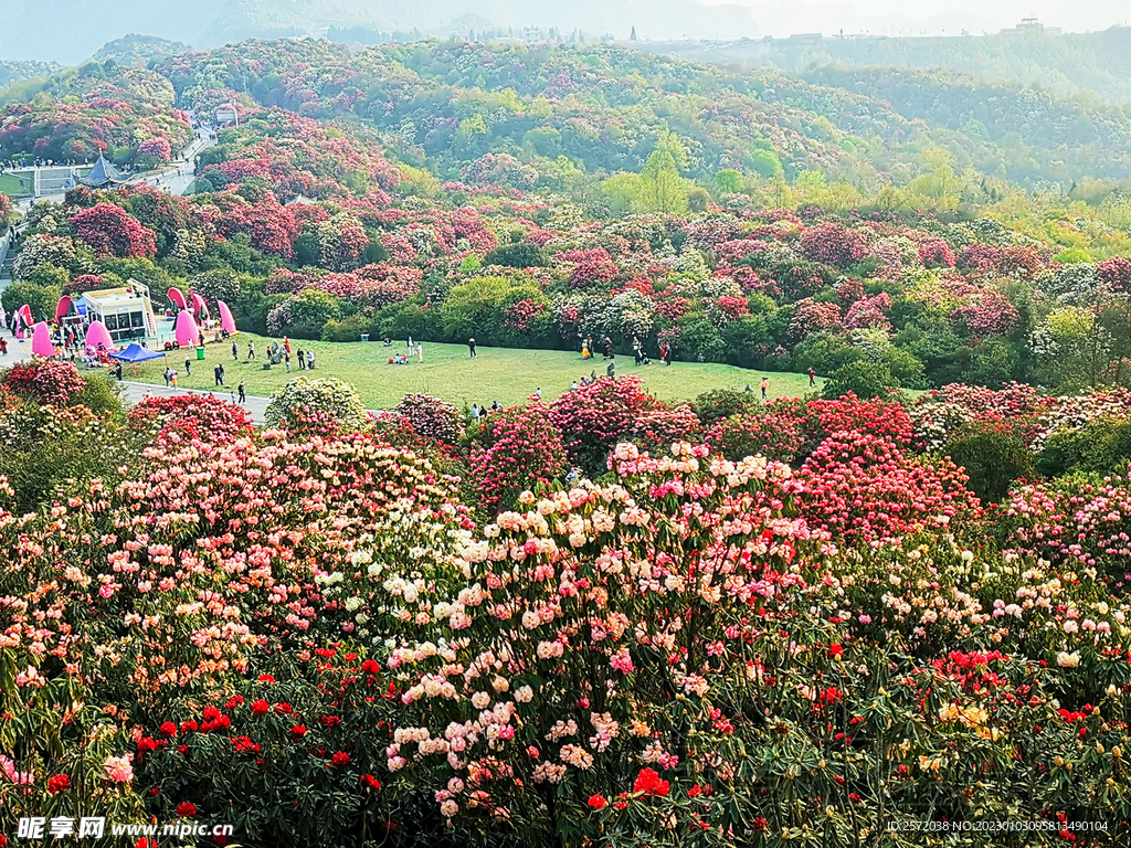 毕节百里杜鹃