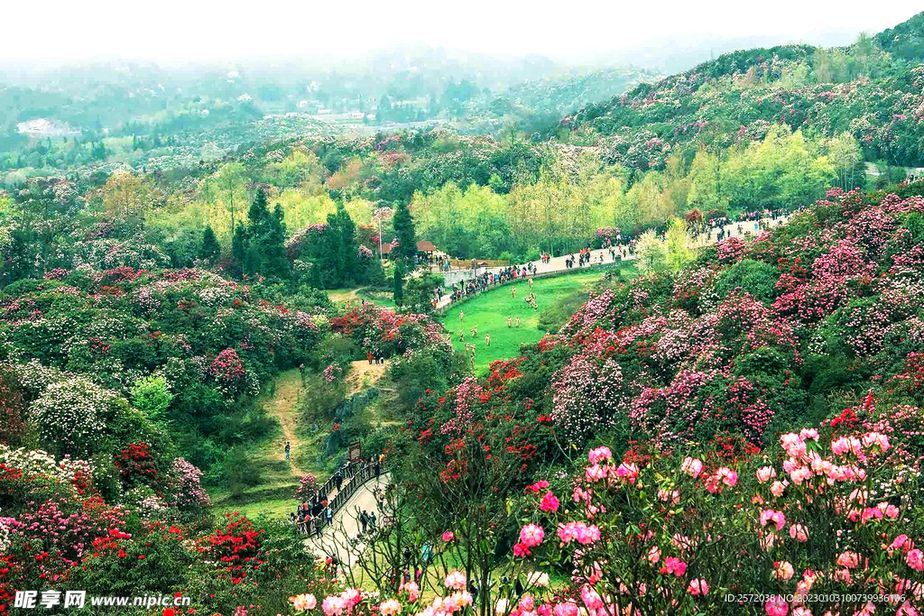 毕节百里杜鹃
