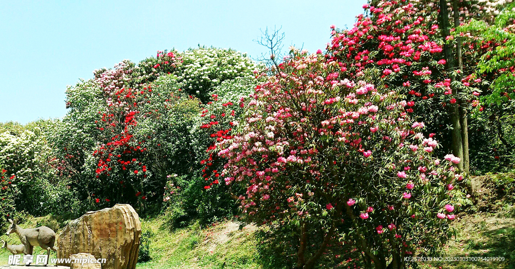 毕节百里杜鹃