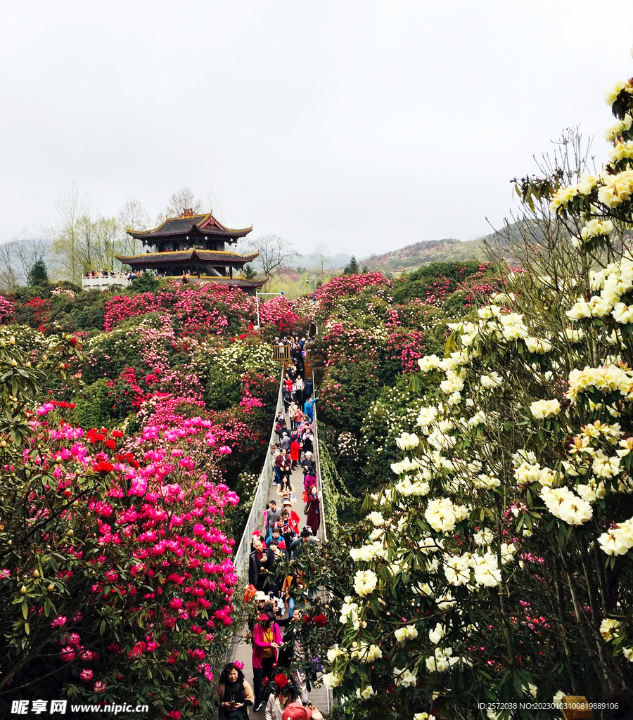 毕节百里杜鹃