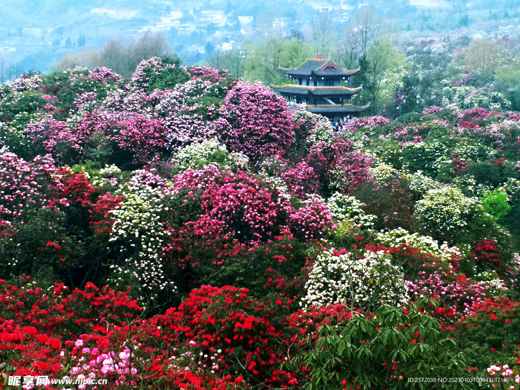 毕节百里杜鹃