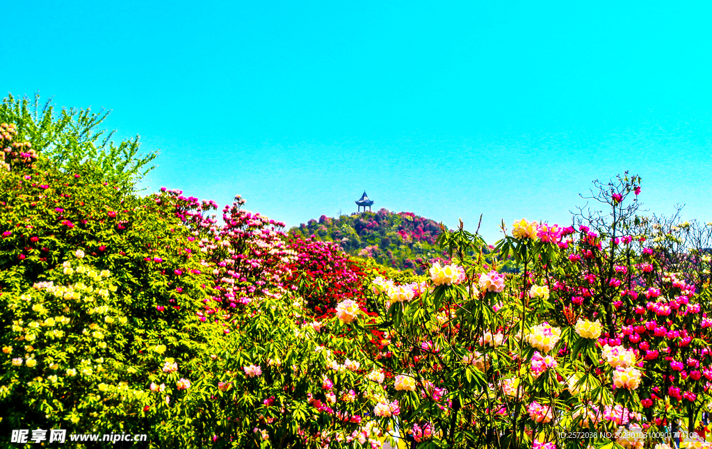 毕节百里杜鹃
