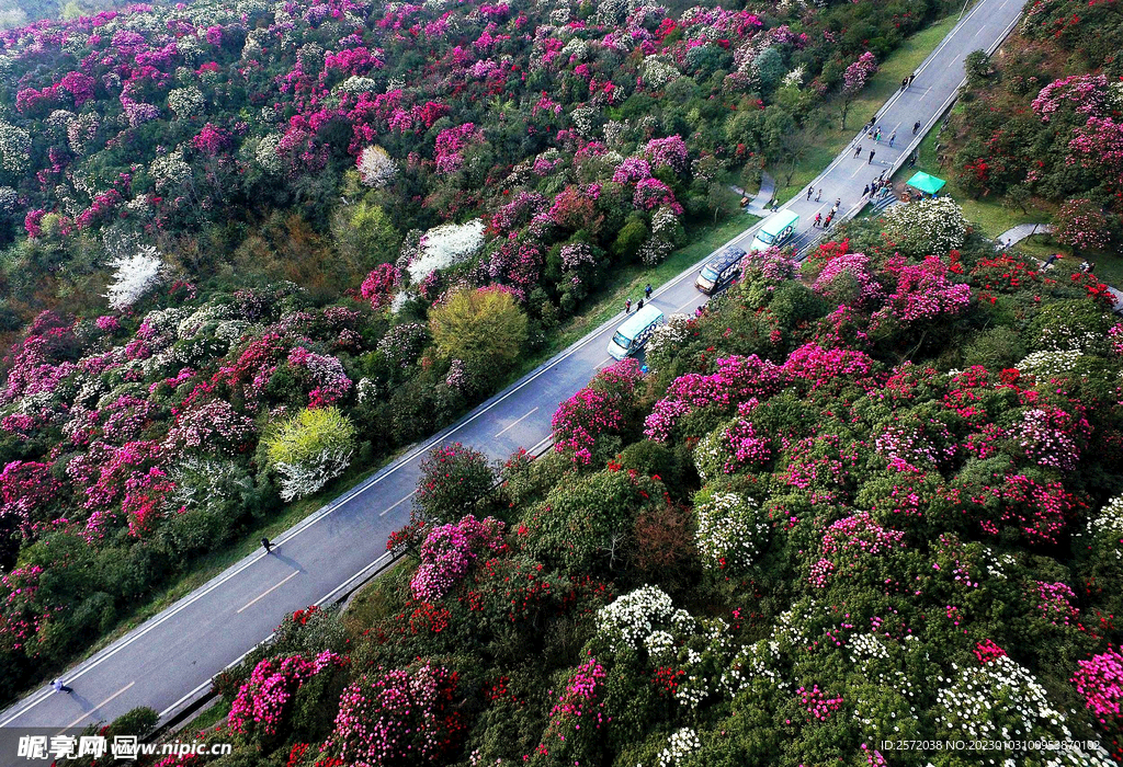 毕节百里杜鹃