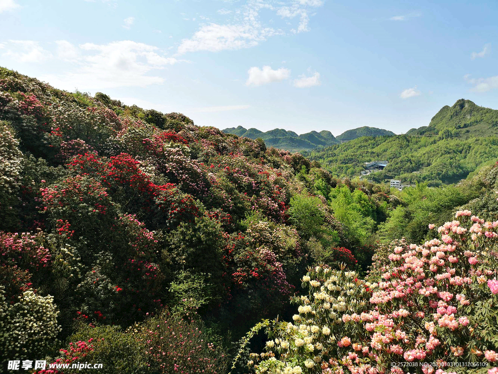 毕节百里杜鹃