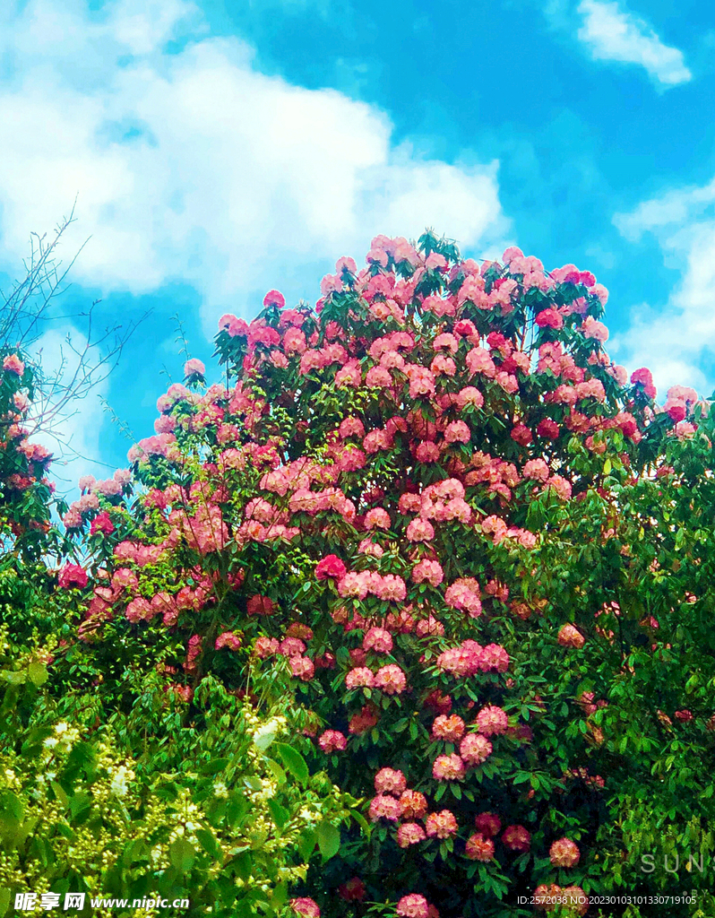 毕节百里杜鹃