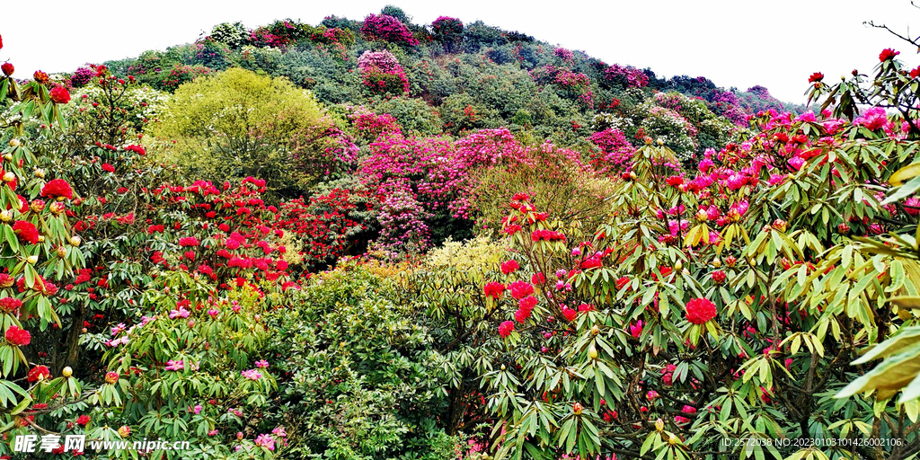 贵州毕节百里杜鹃景区