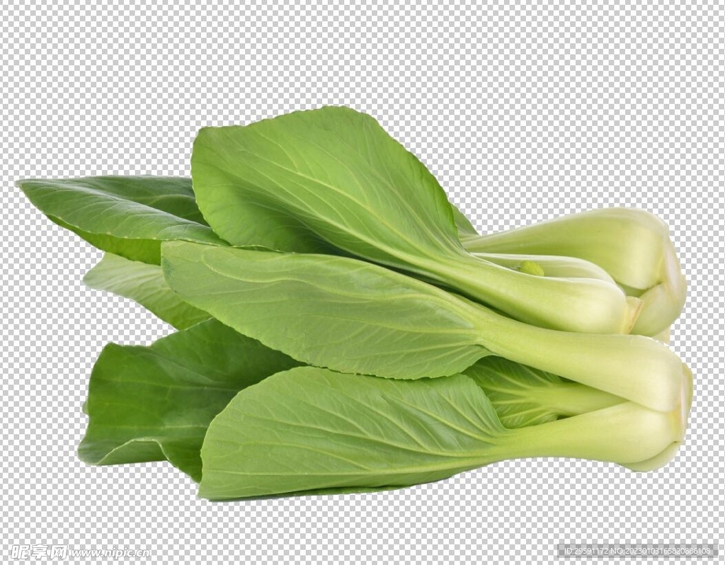 免抠油菜图