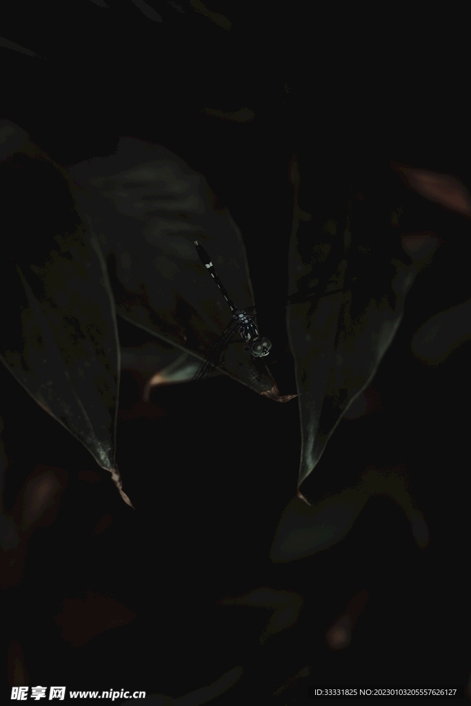 蜻蜓 