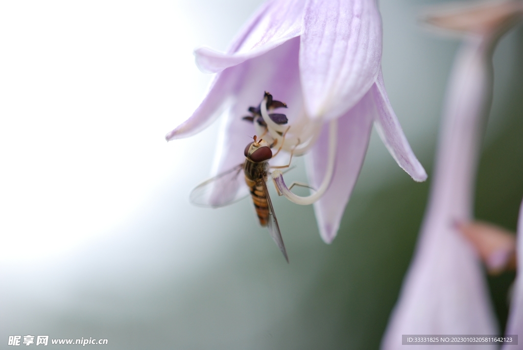 蜻蜓