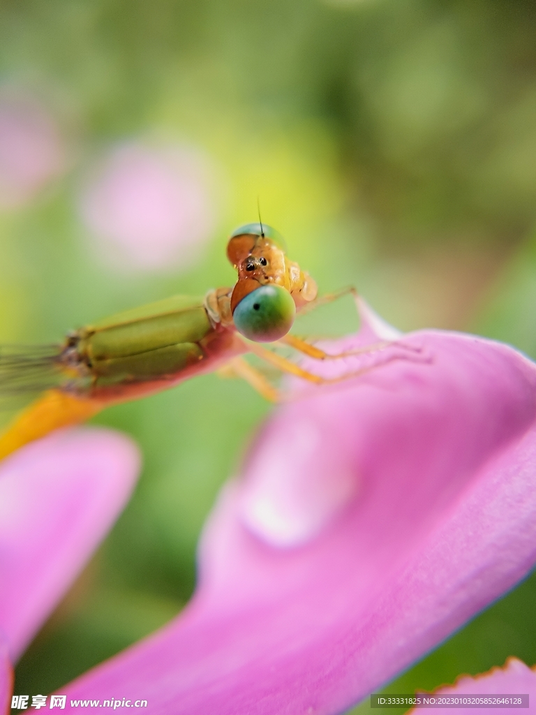蜻蜓