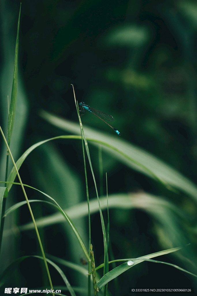 蜻蜓