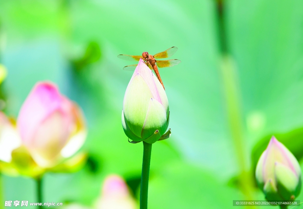 蜻蜓