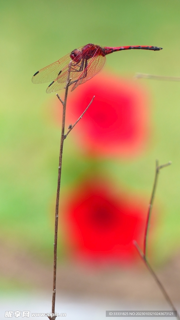 蜻蜓
