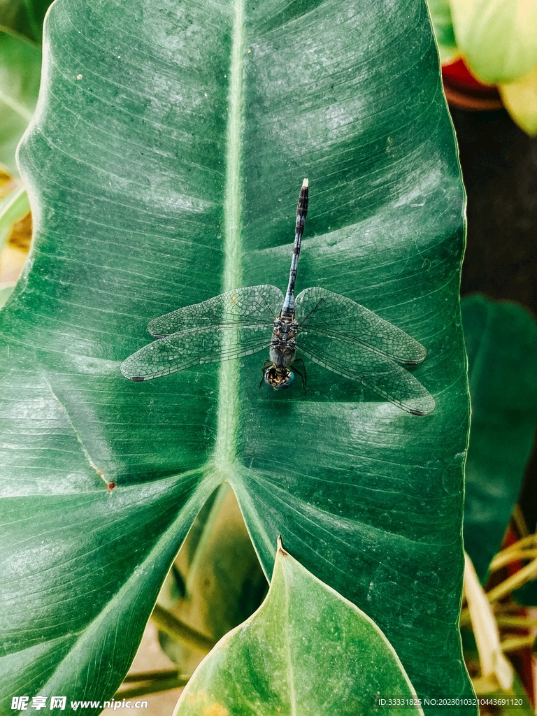 蜻蜓