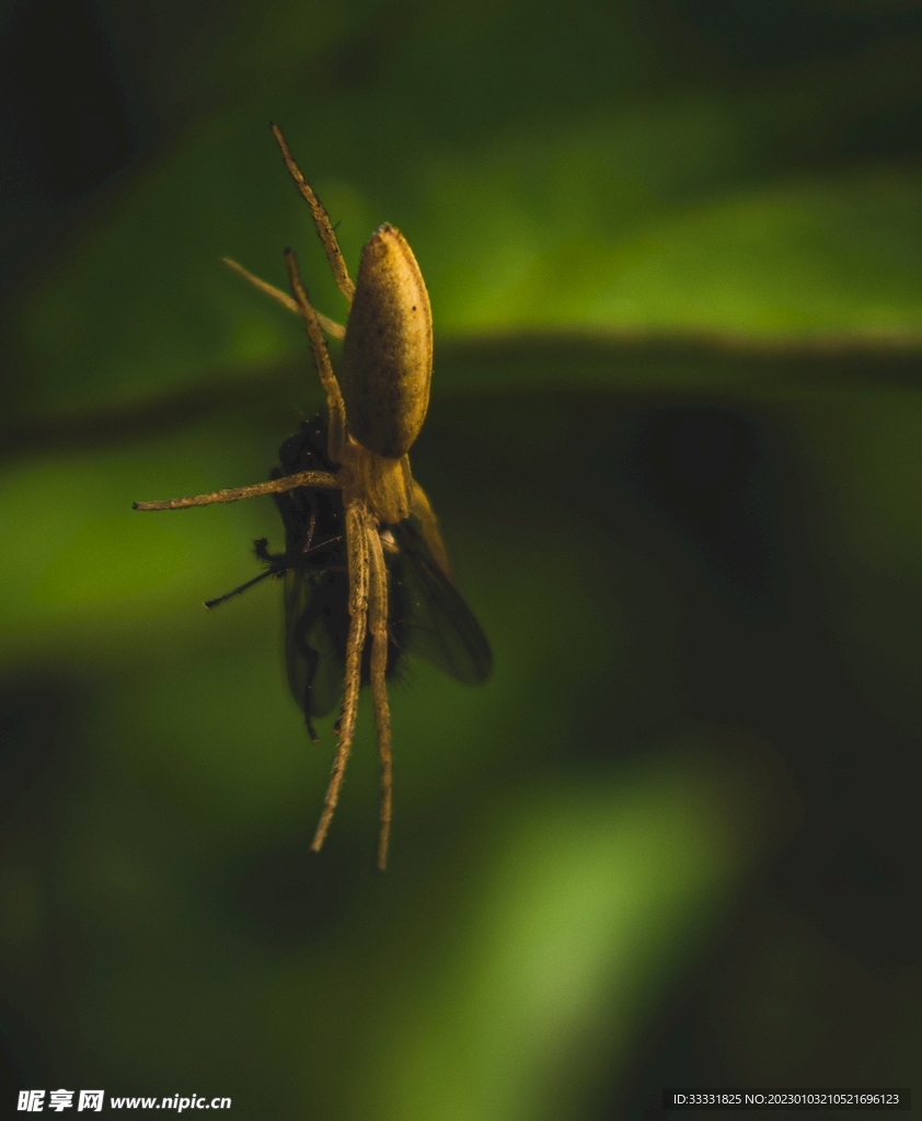蜻蜓 