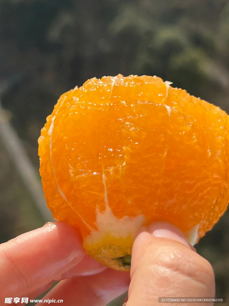 脐橙