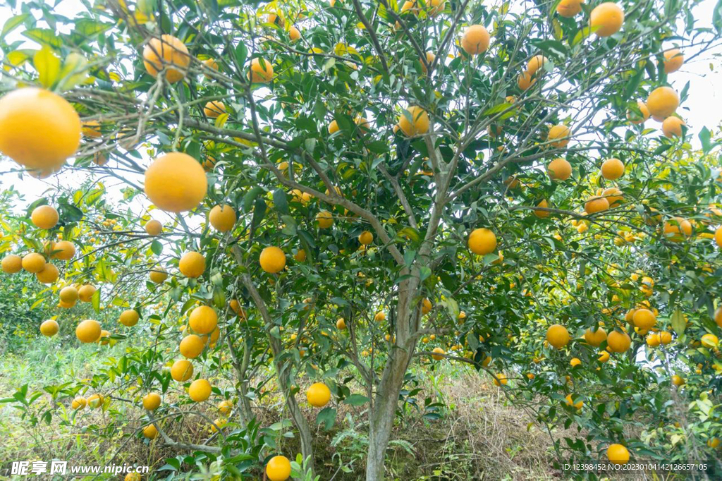脐橙