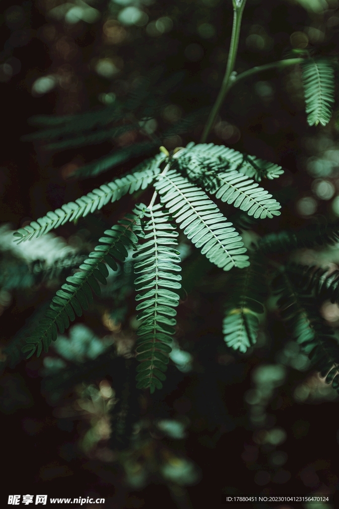 含羞草