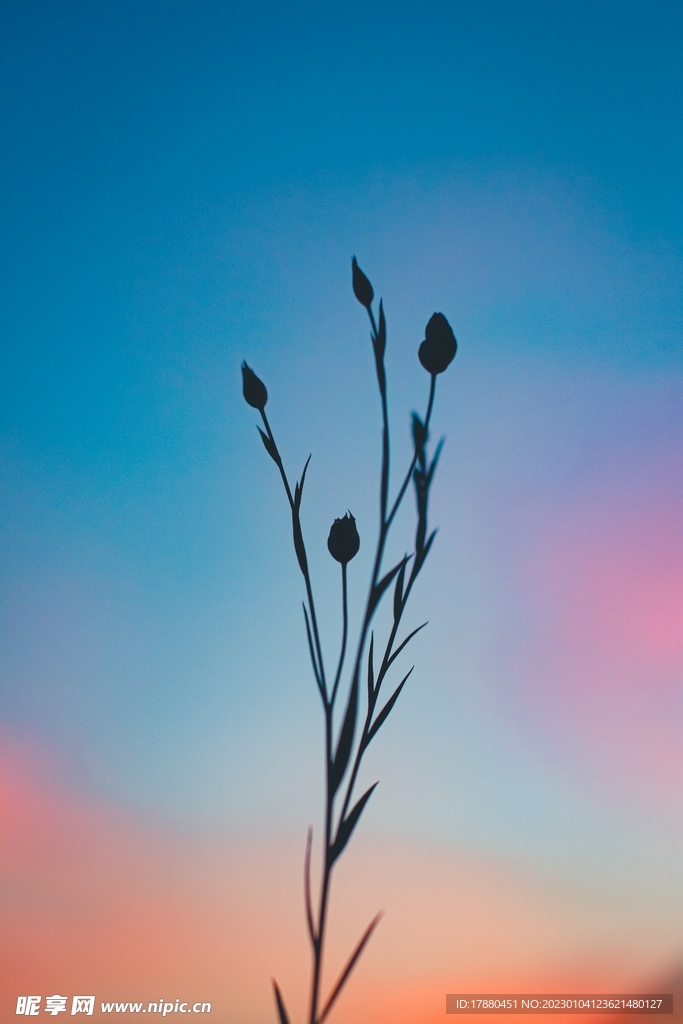 花蕾