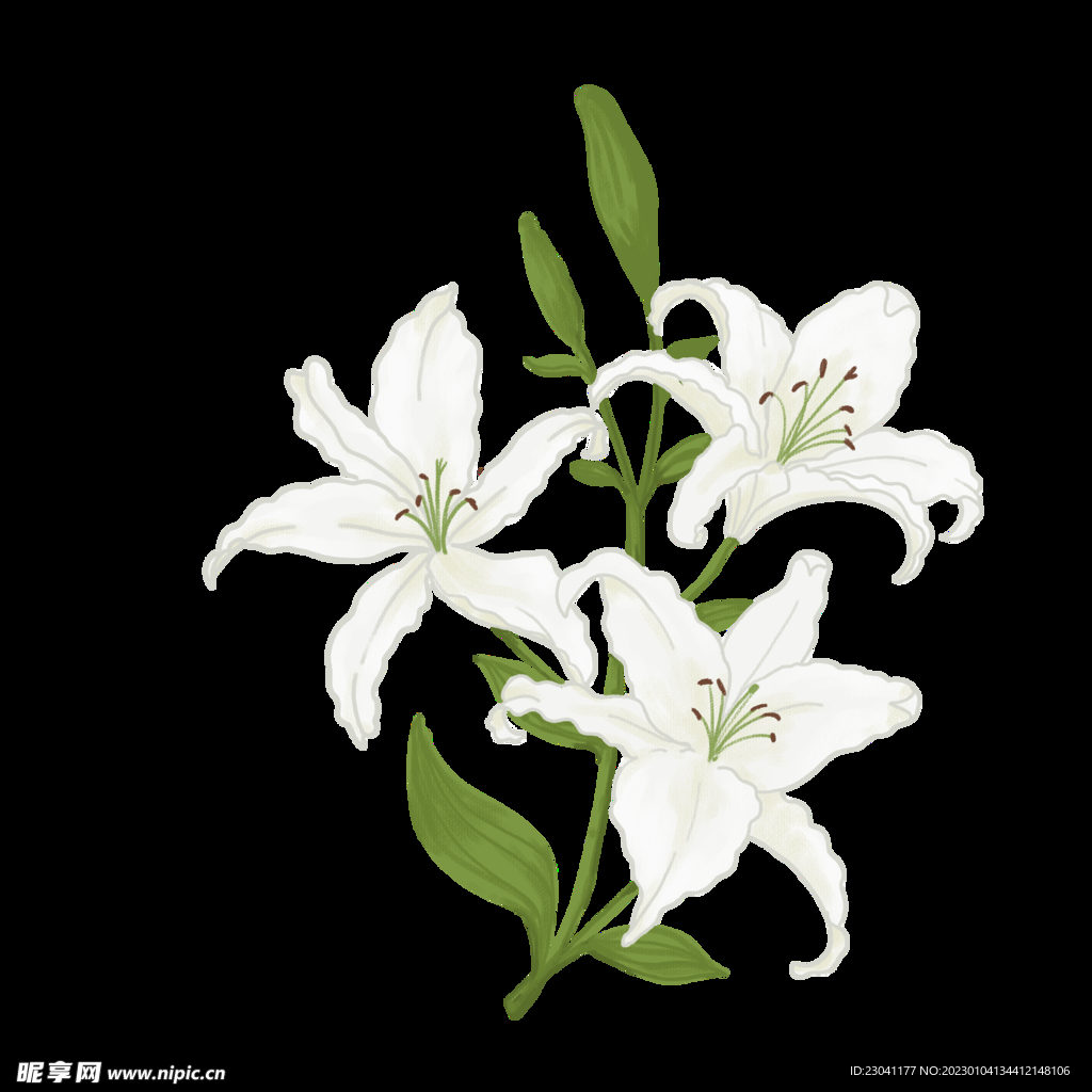 百合