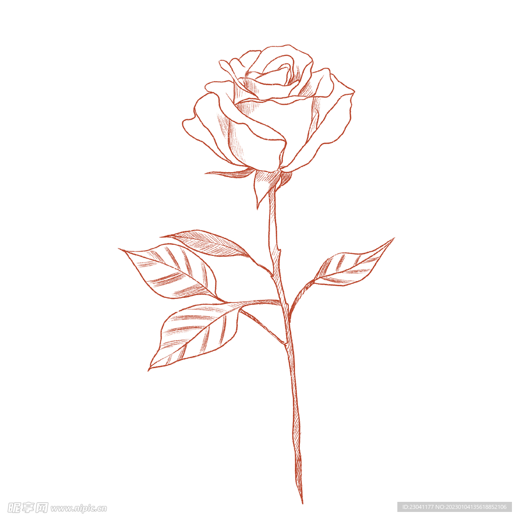 线条玫瑰花