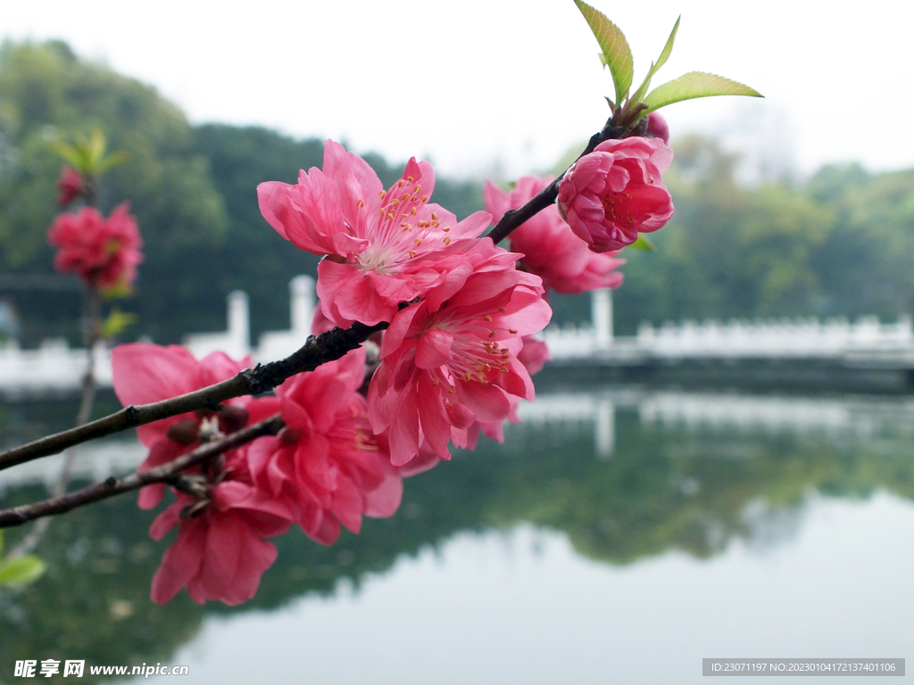 桃花