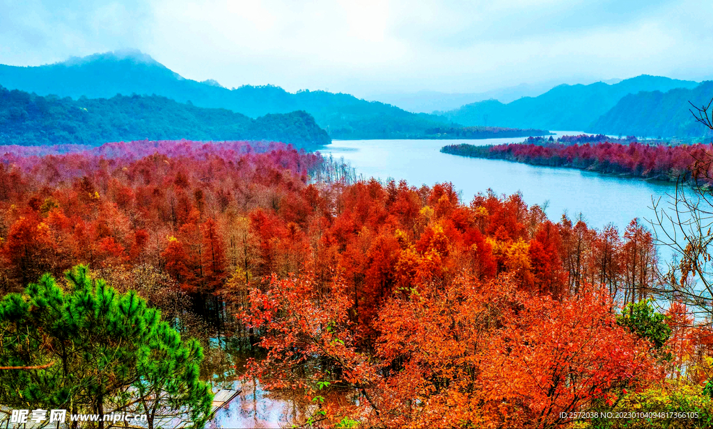 安徽宁国落羽杉湿地公园