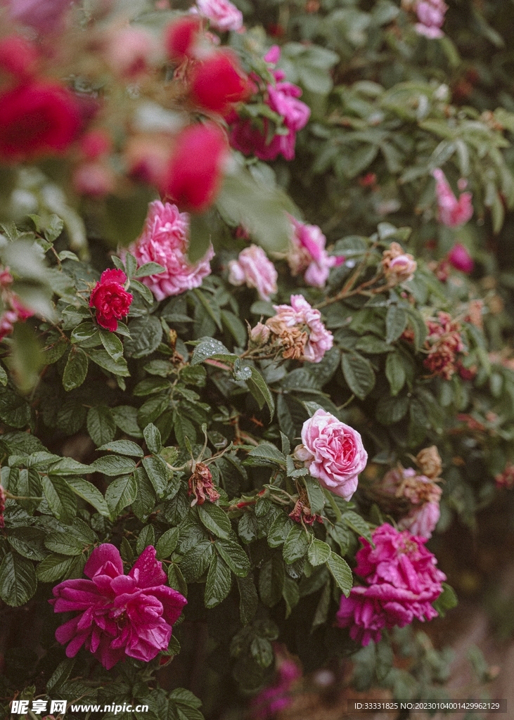 玫瑰花