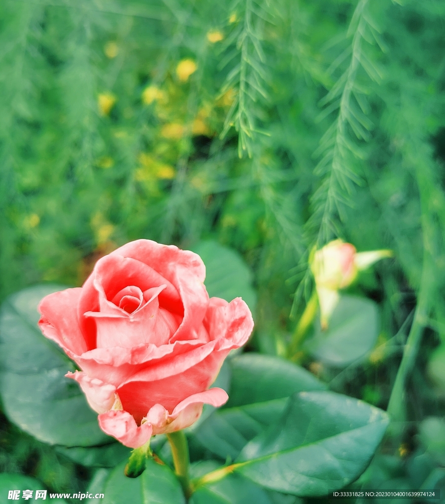 玫瑰花
