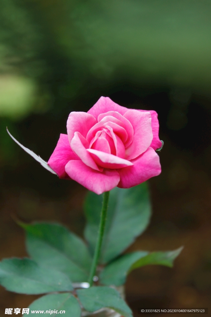 玫瑰花