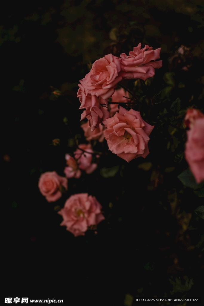 玫瑰花