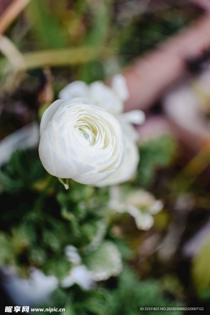 玫瑰花
