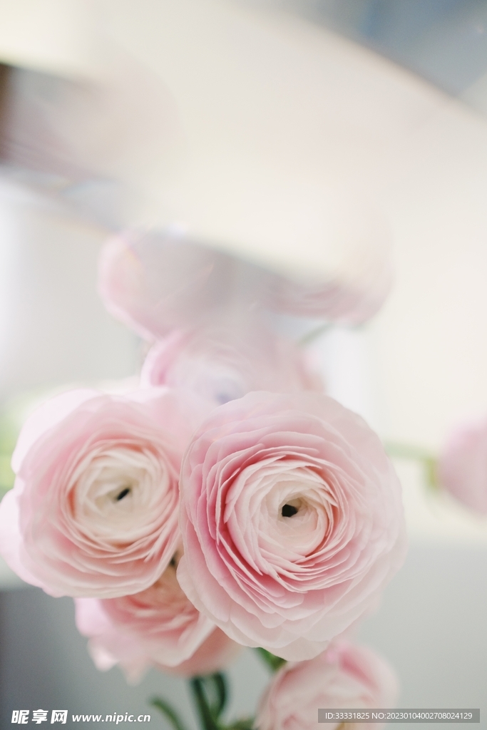 玫瑰花