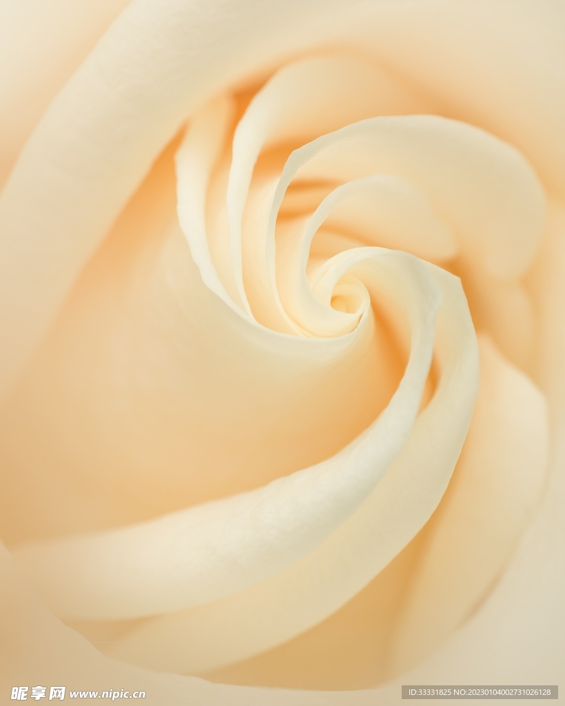 玫瑰花