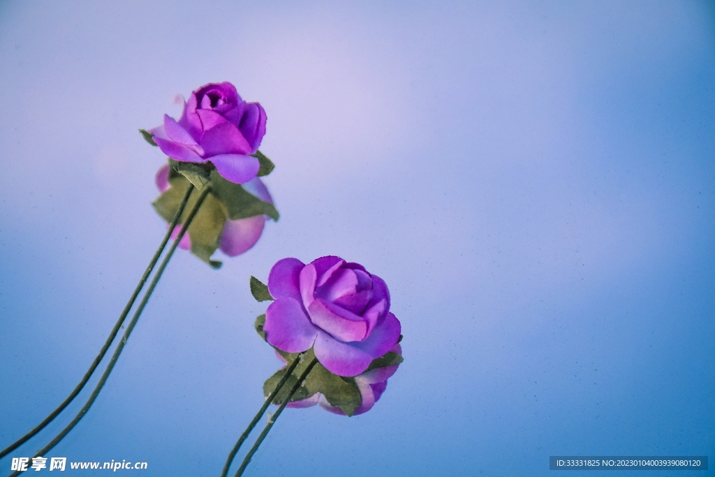 玫瑰花