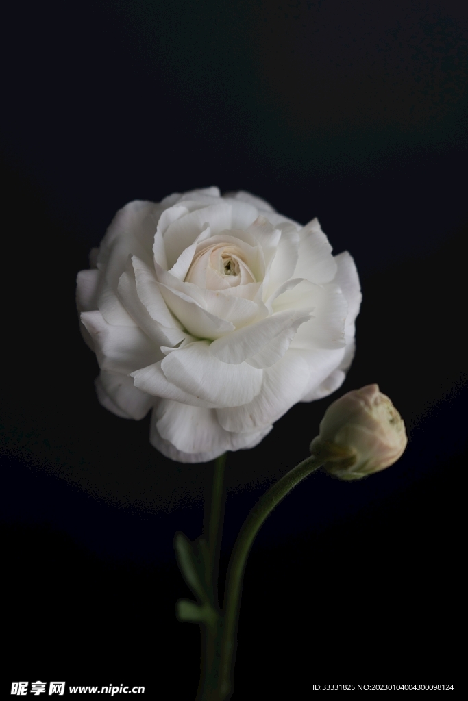 玫瑰花