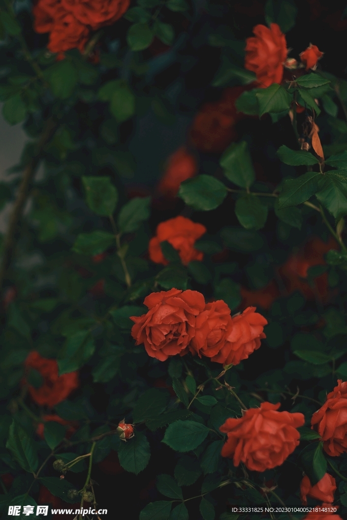 玫瑰花