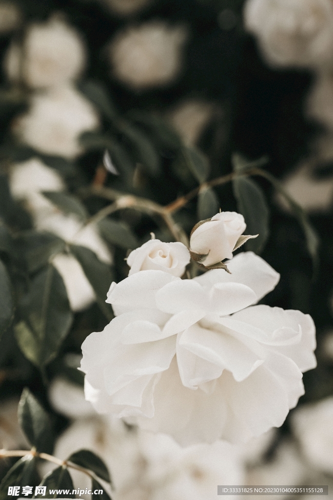 玫瑰花