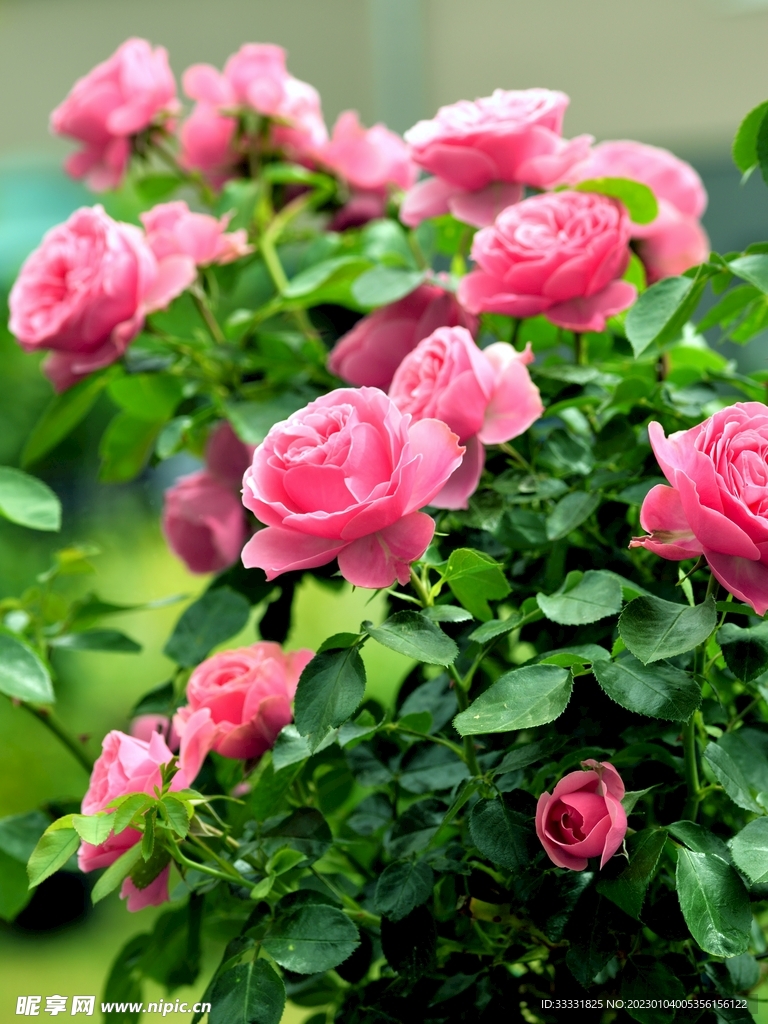 玫瑰花