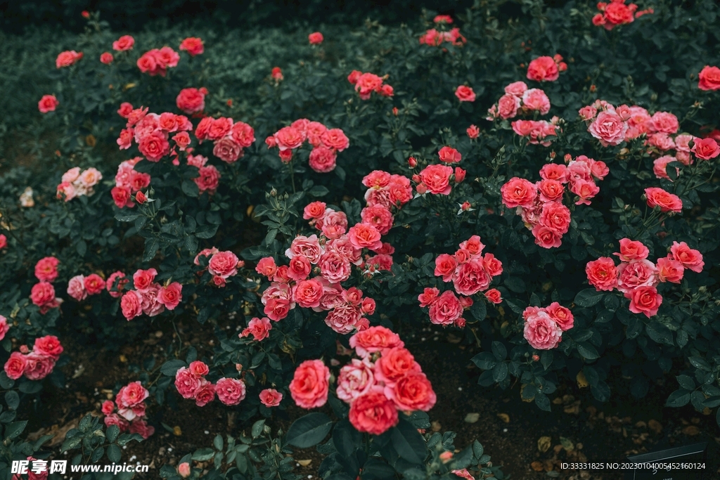玫瑰花