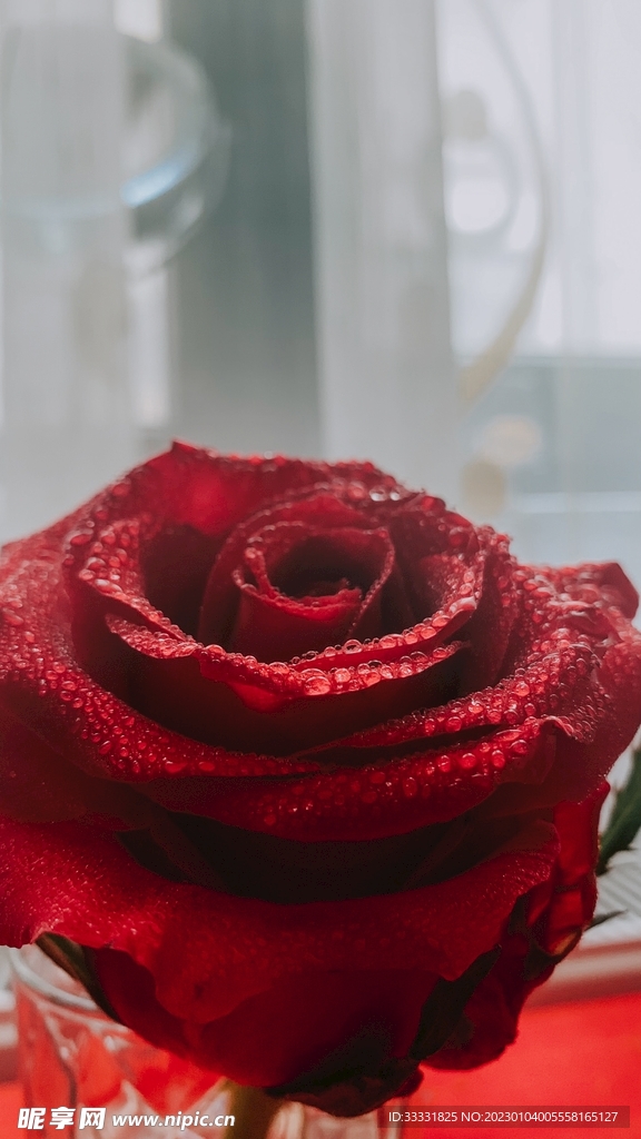 玫瑰花