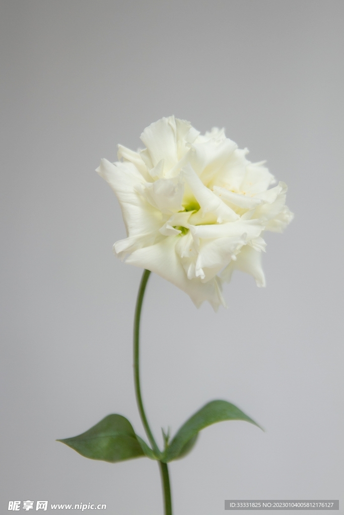 玫瑰花