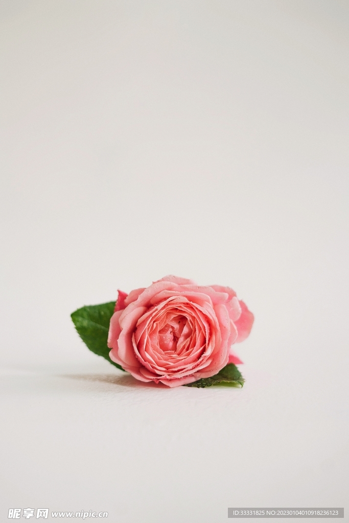 玫瑰花