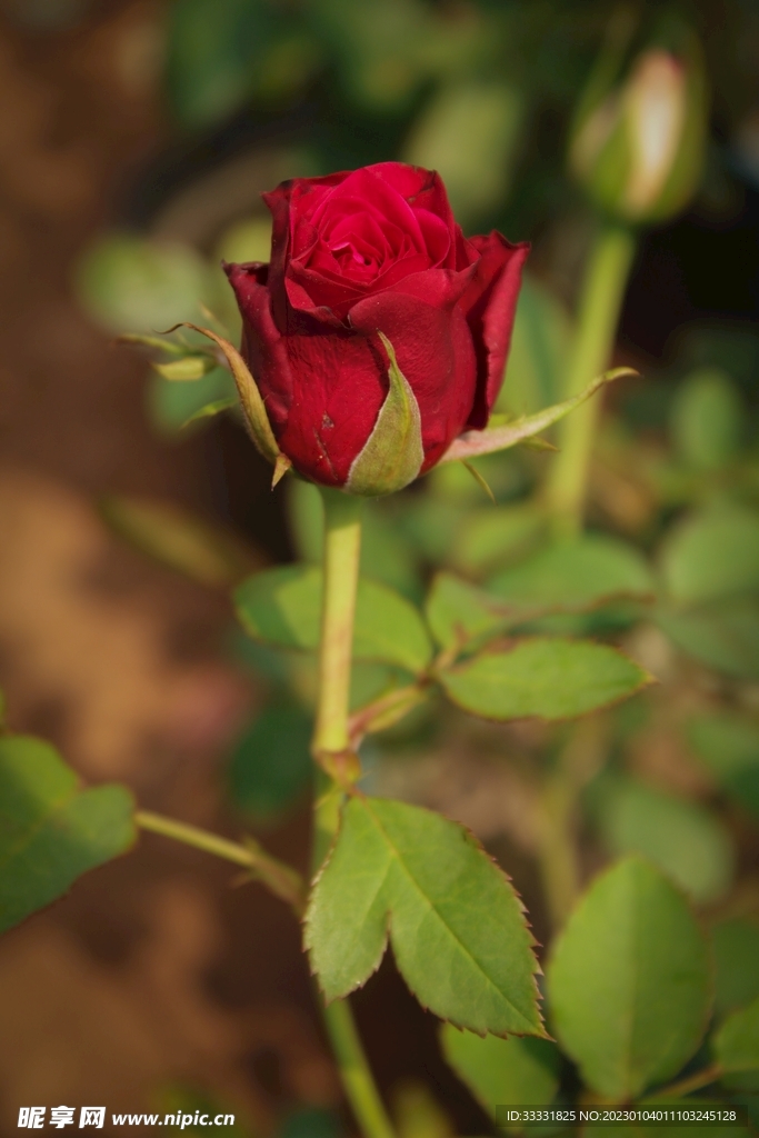 玫瑰花