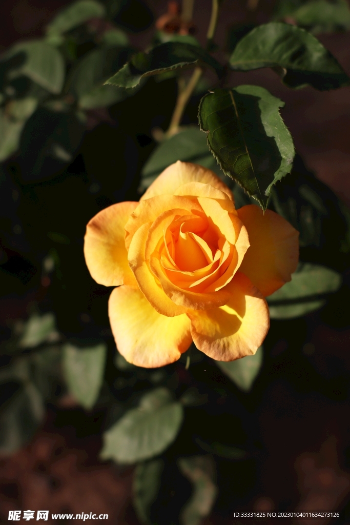 玫瑰花