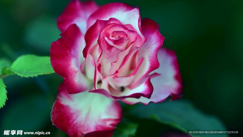 玫瑰花