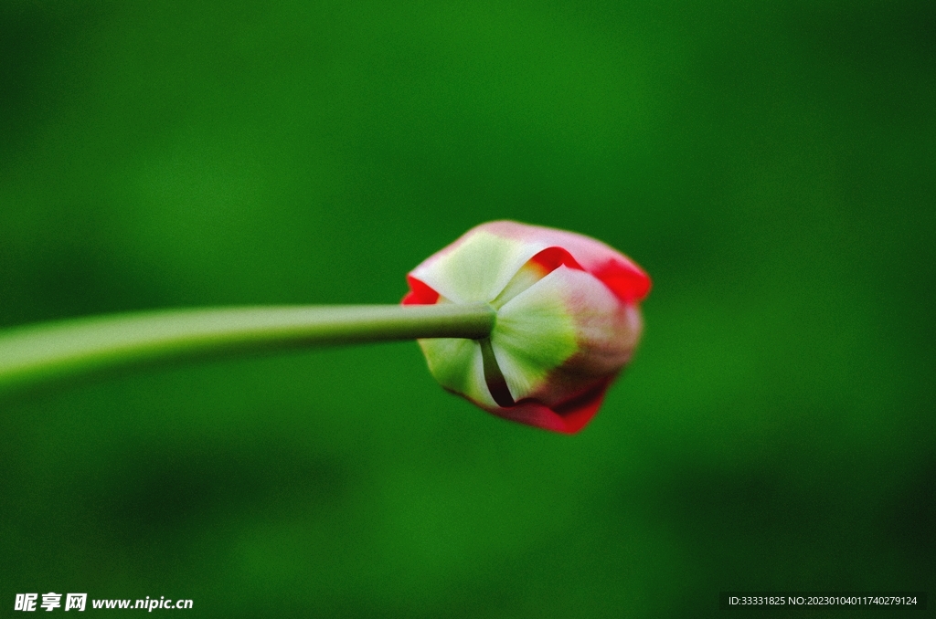 玫瑰花